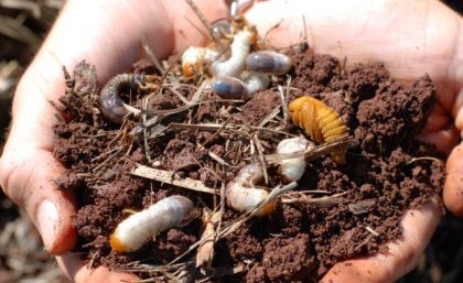 Canegrubs are a significant root-eating pest of sugarcane. Image: Sugar Research Australia two hands holding some brown soil in which there are fat white grubs